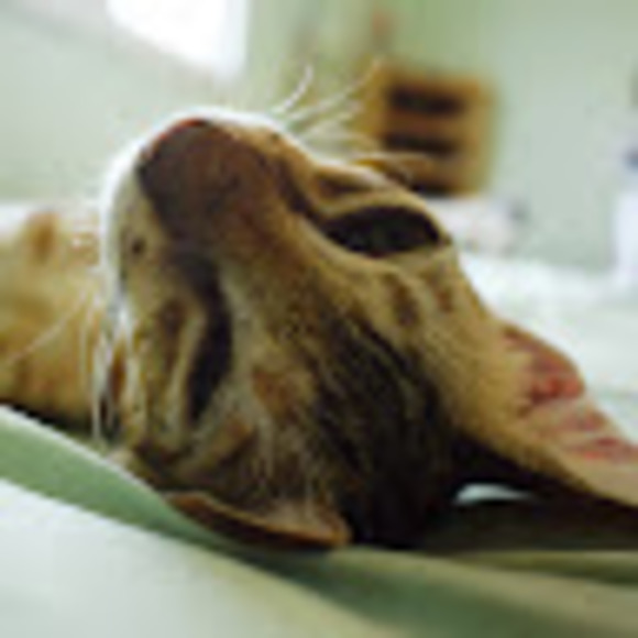 Meet your Posher, Josie - Picture 1 of 1